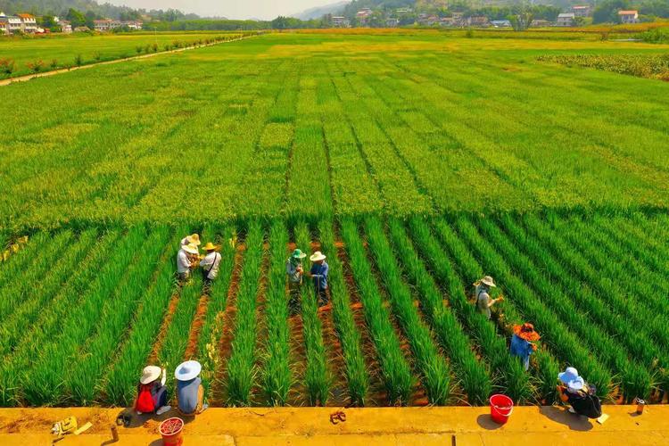 四川宜宾:农业科技创新助力乡村振兴