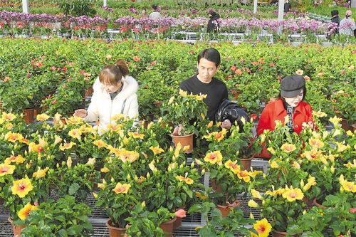 临夏县百益现代农业科技植物工厂里的花卉迎来销售旺季
